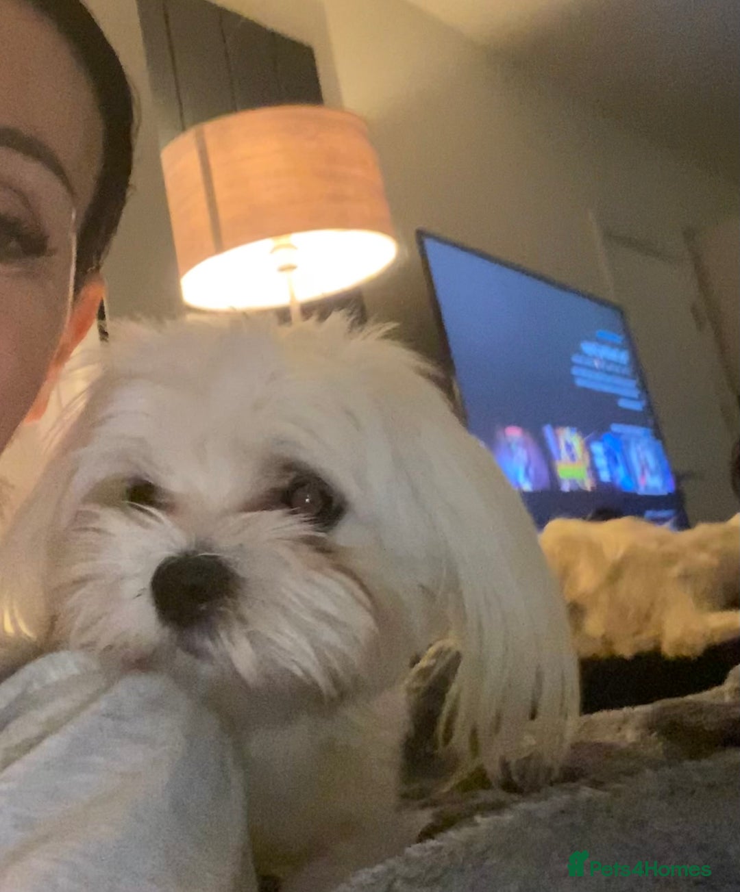 Maltese dogs for sale: KC Reg Korean Maltese girls - Image 10