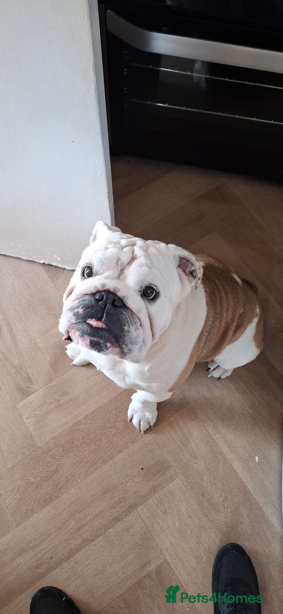 English Bulldog dogs Borris the bulldog - Advert 13