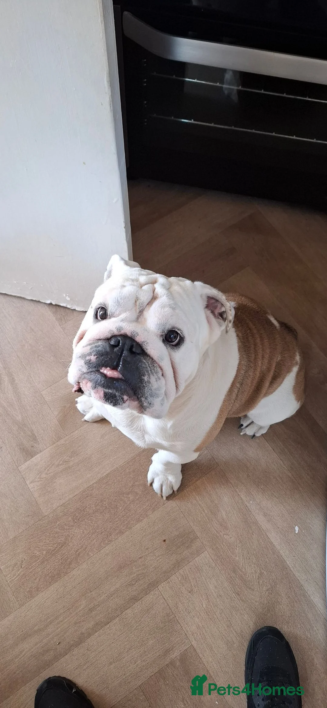 English Bulldog dogs for sale: Borris the bulldog in Gateshead - Advert 1