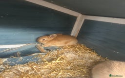French Lop rabbits for sale: French lop babies - Image 3