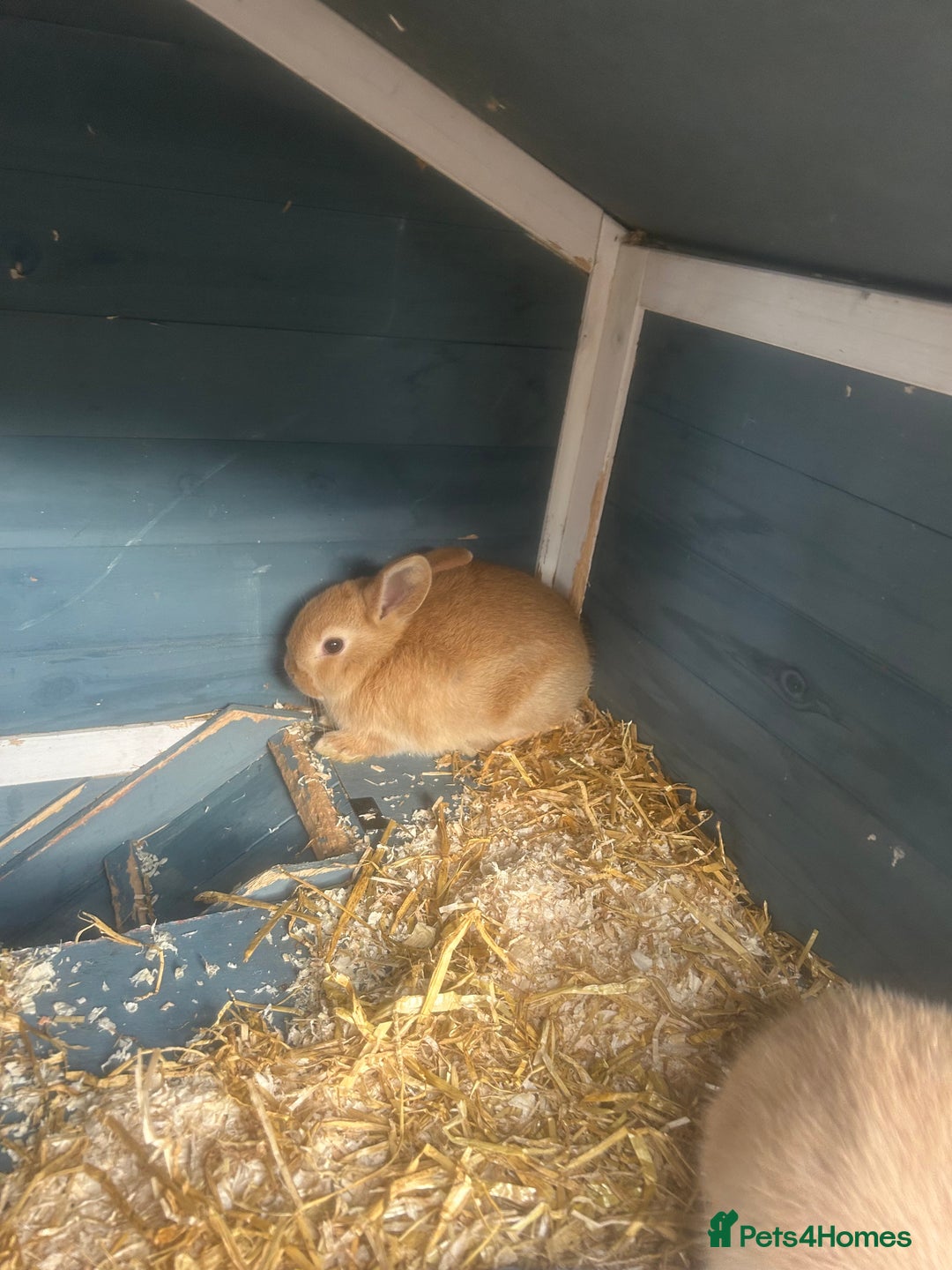French Lop rabbits for sale: French lop babies - Image 3