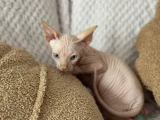 Sphynx cats Canadian sphynx kittens READY NOW ! - Advert 3
