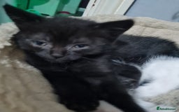 Brazilian Shorthair cats for sale: British shorthair Cross kittens - Image 12