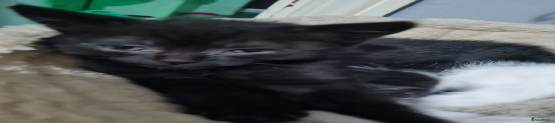 Brazilian Shorthair Kitten 2
