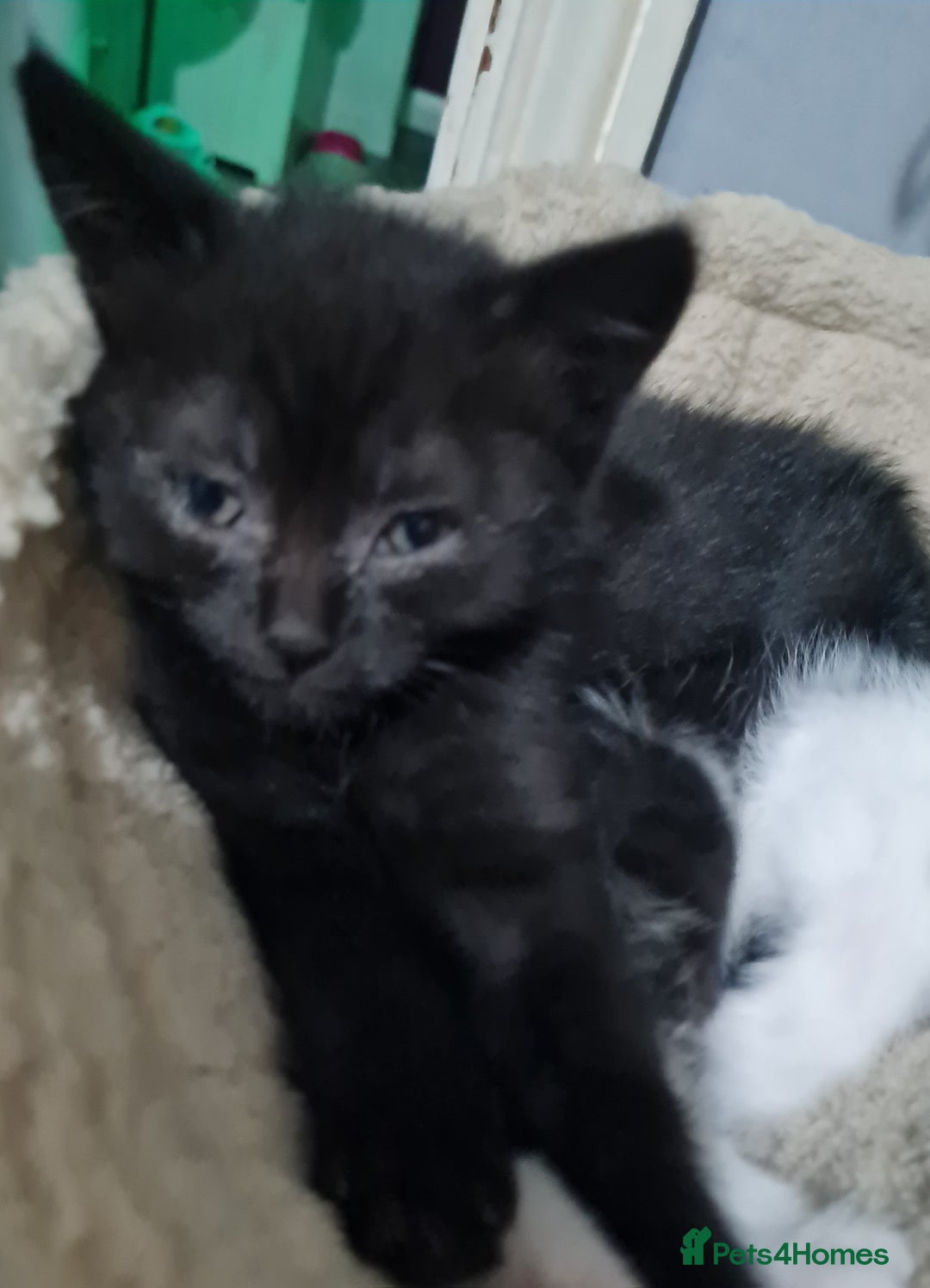Brazilian Shorthair cats for sale: British shorthair Cross kittens - Image 12