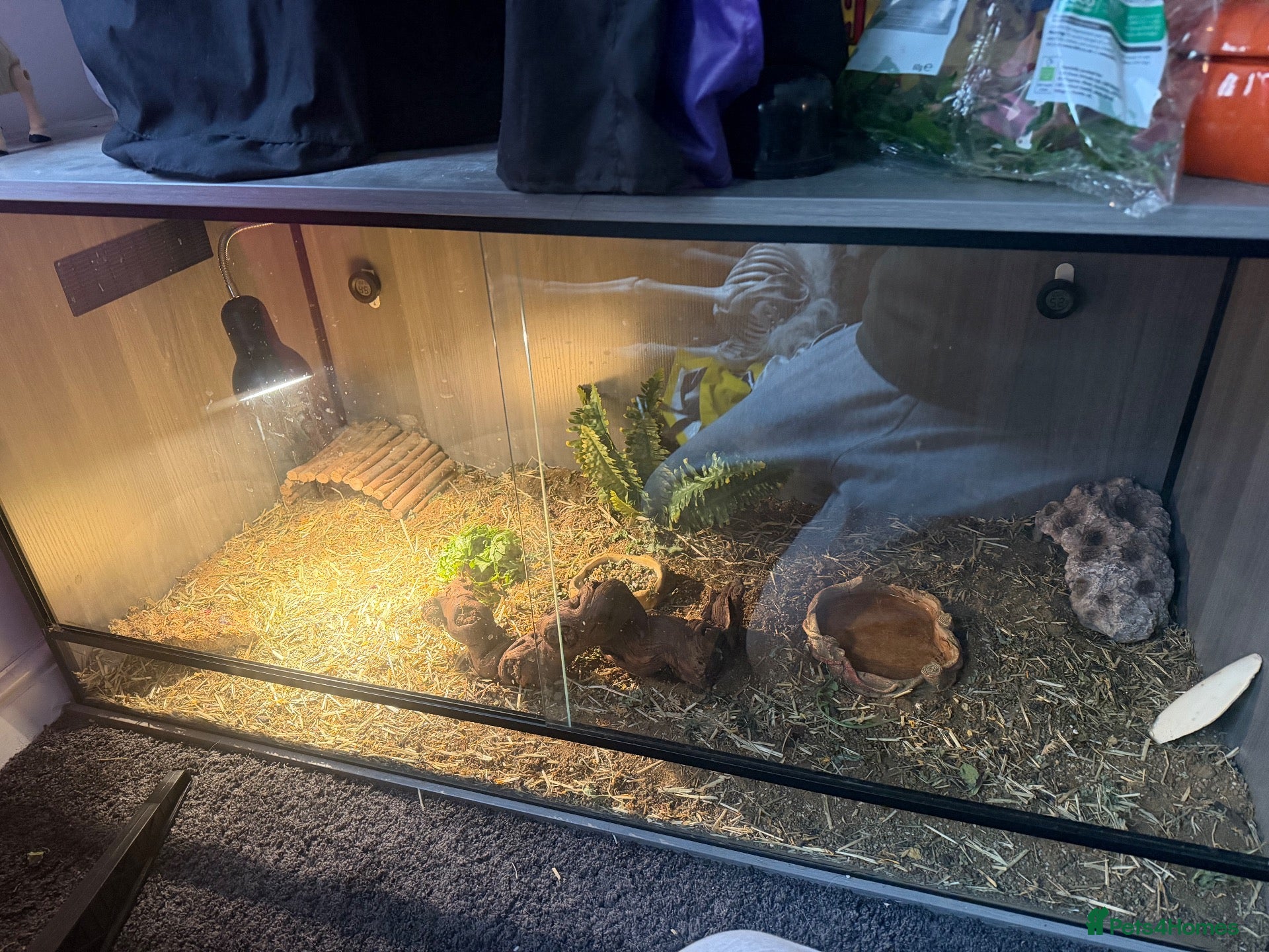 Tortoise reptiles for sale: Horsfield tortoises  - Advert 1