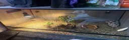 Tortoise reptiles for sale: Horsfield tortoises  - Advert 1