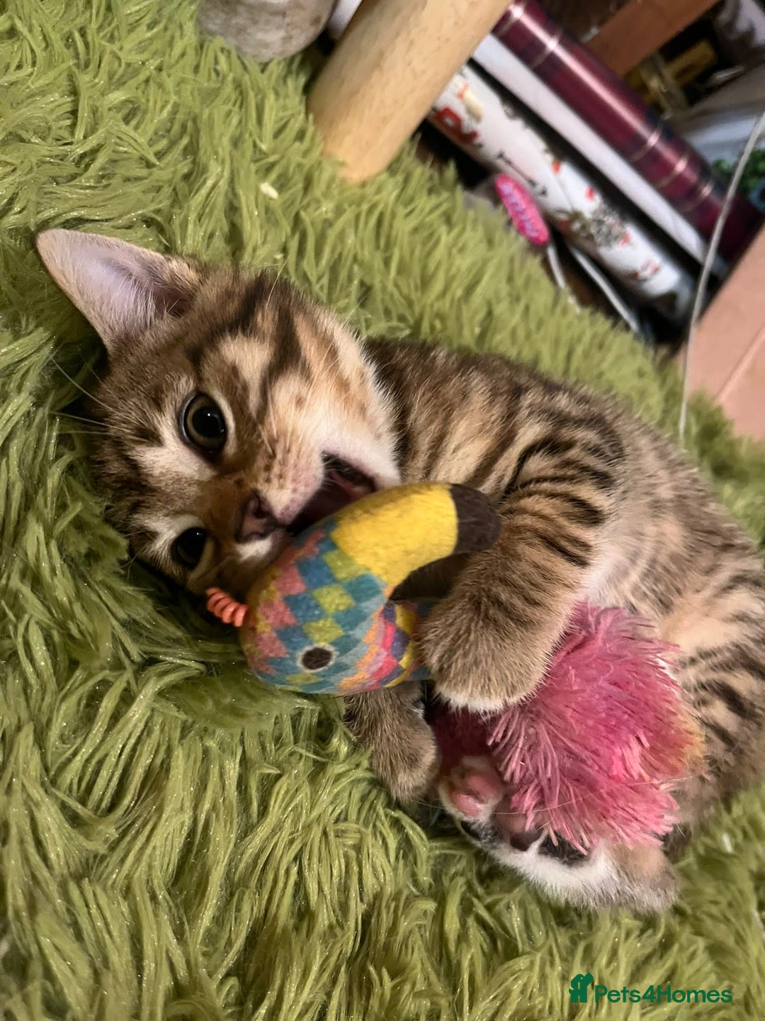 Mixed Breed cats for sale: Mixed bengal  - Advert 5