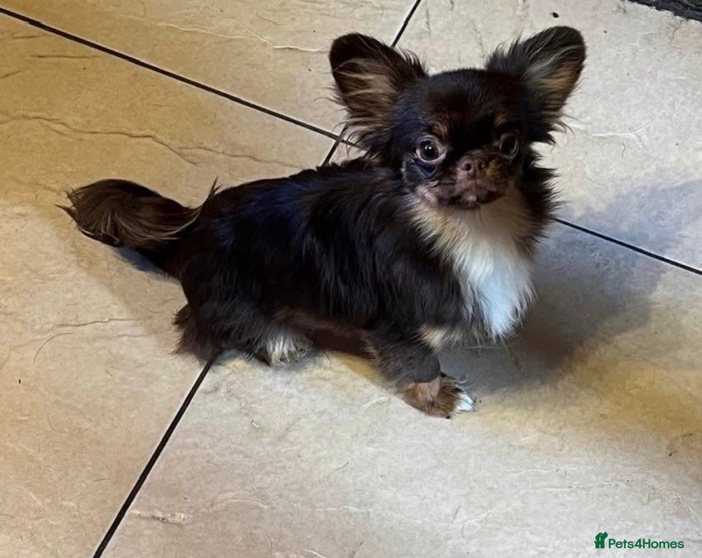 Chihuahua dogs Rocco chocolate and tan stud - Advert 18