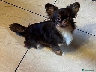 Chihuahua dogs - Advert 4