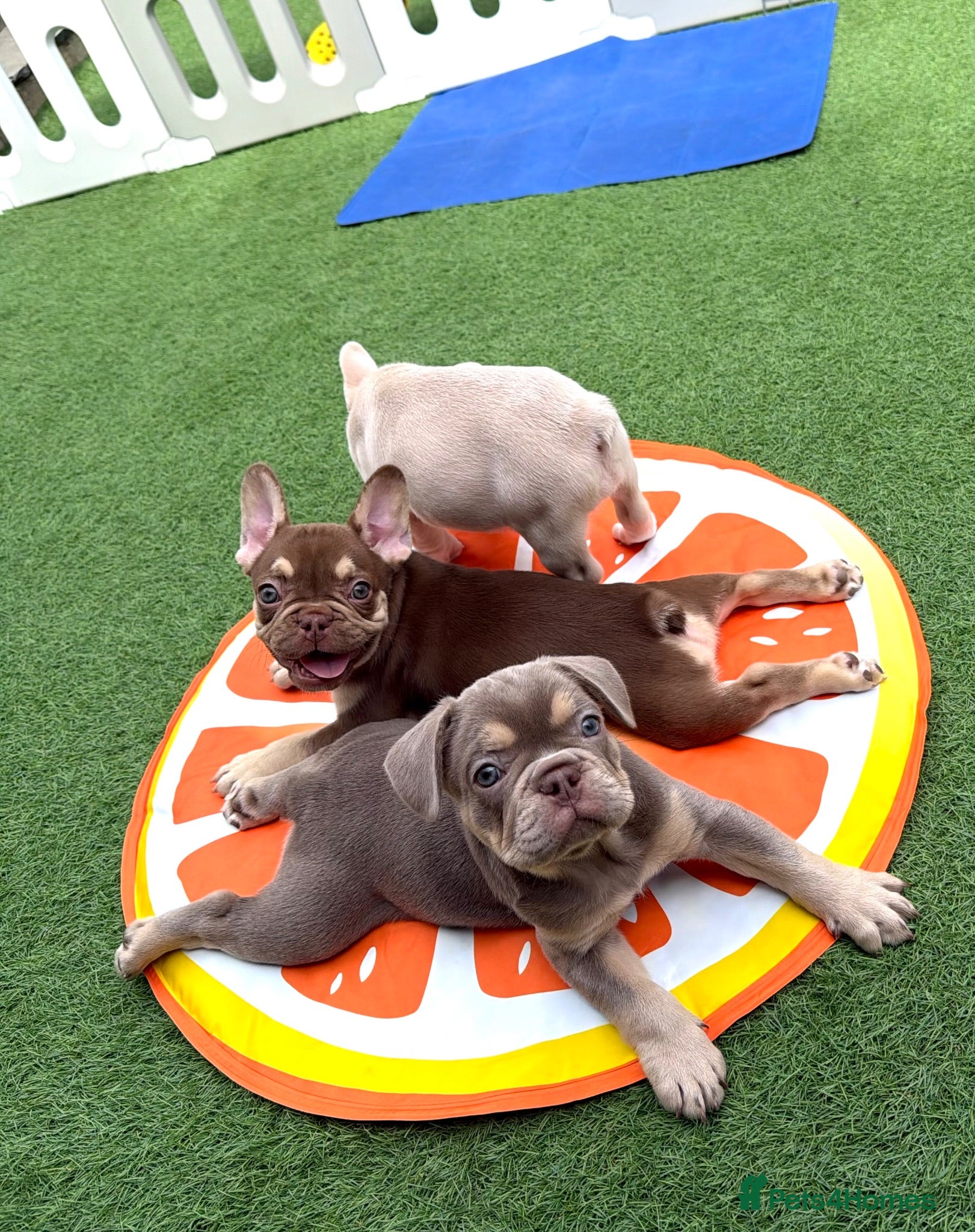 French Bulldog dogs KC French bulldog puppies highly healthed parents - Advert 2