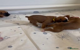 Boxer dogs for sale: Stunning beautiful Boxers - Advert 5
