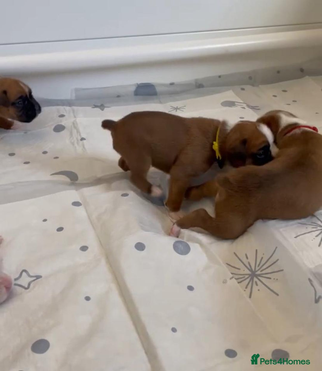 Boxer dogs for sale: Stunning beautiful Boxers - Advert 5