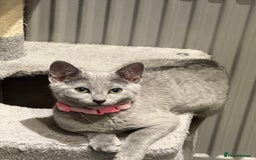 Russian Blue cats for sale: (TOP QUALITY) TICA REGISTERED RUSSIAN BLUE KITTENS - Image 7