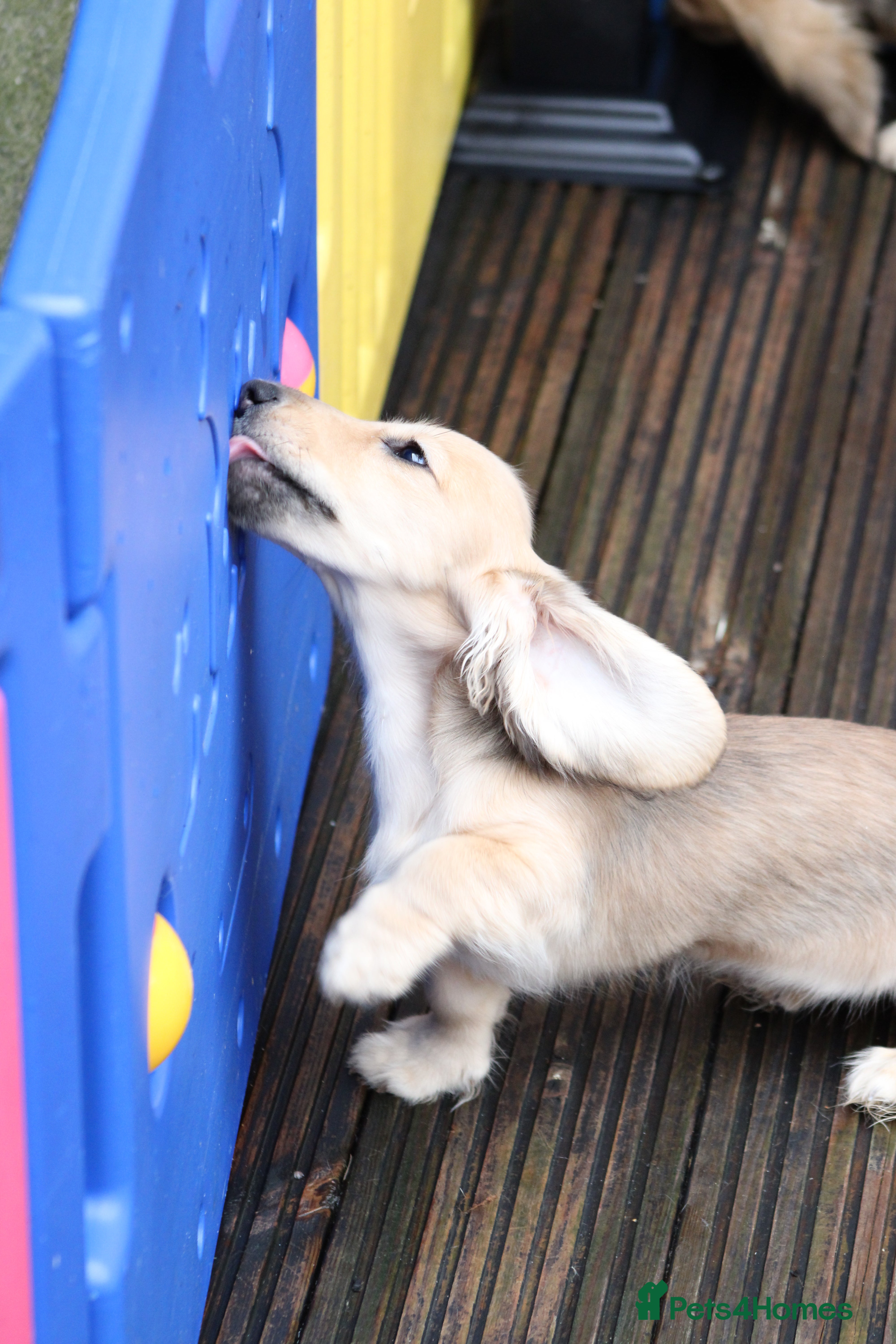 Miniature Dachshund dogs Price Reduced  - Advert 5