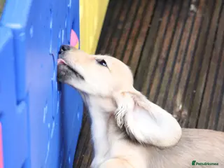 Miniature Dachshund dogs Price Reduced - Advert 5