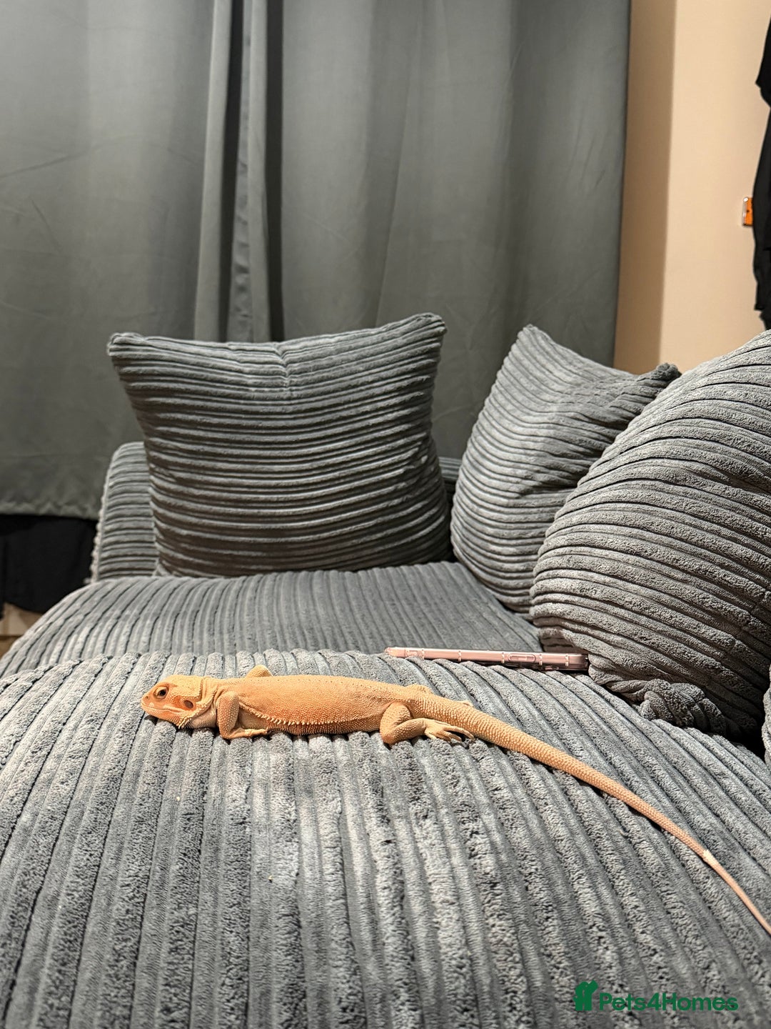 Bearded Dragon reptiles for sale: Bearded dragon - Advert 3