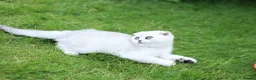 Scottish Fold cats for sale: Last Boy available  - Advert 9