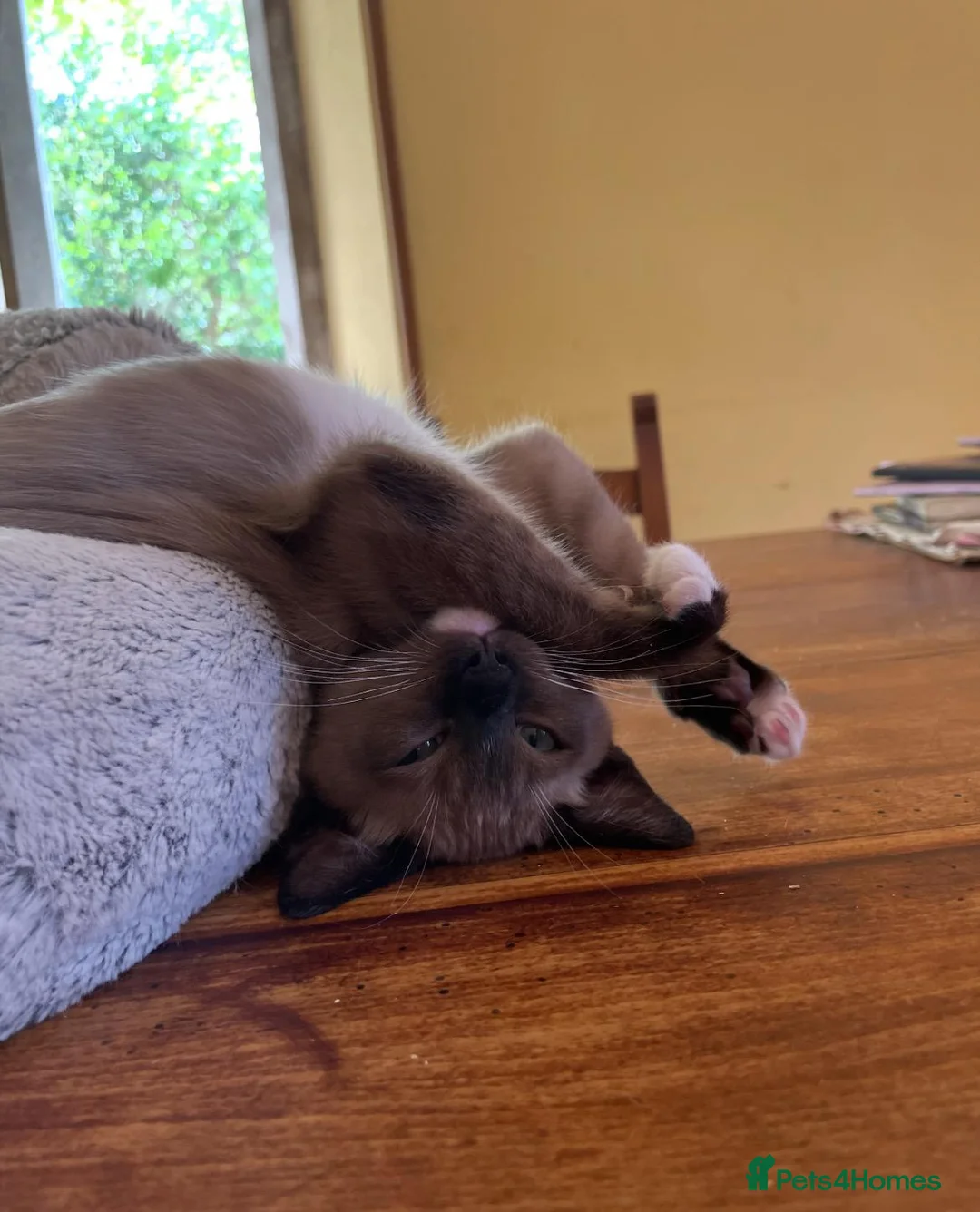 Tonkinese cats for sale: Exquisite Tonkdolls - Advert 5