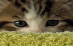 Mixed Breed cats for sale: 4  GORGEOUS TABBY/TORTOISHELL GIRLS.   - Image 7