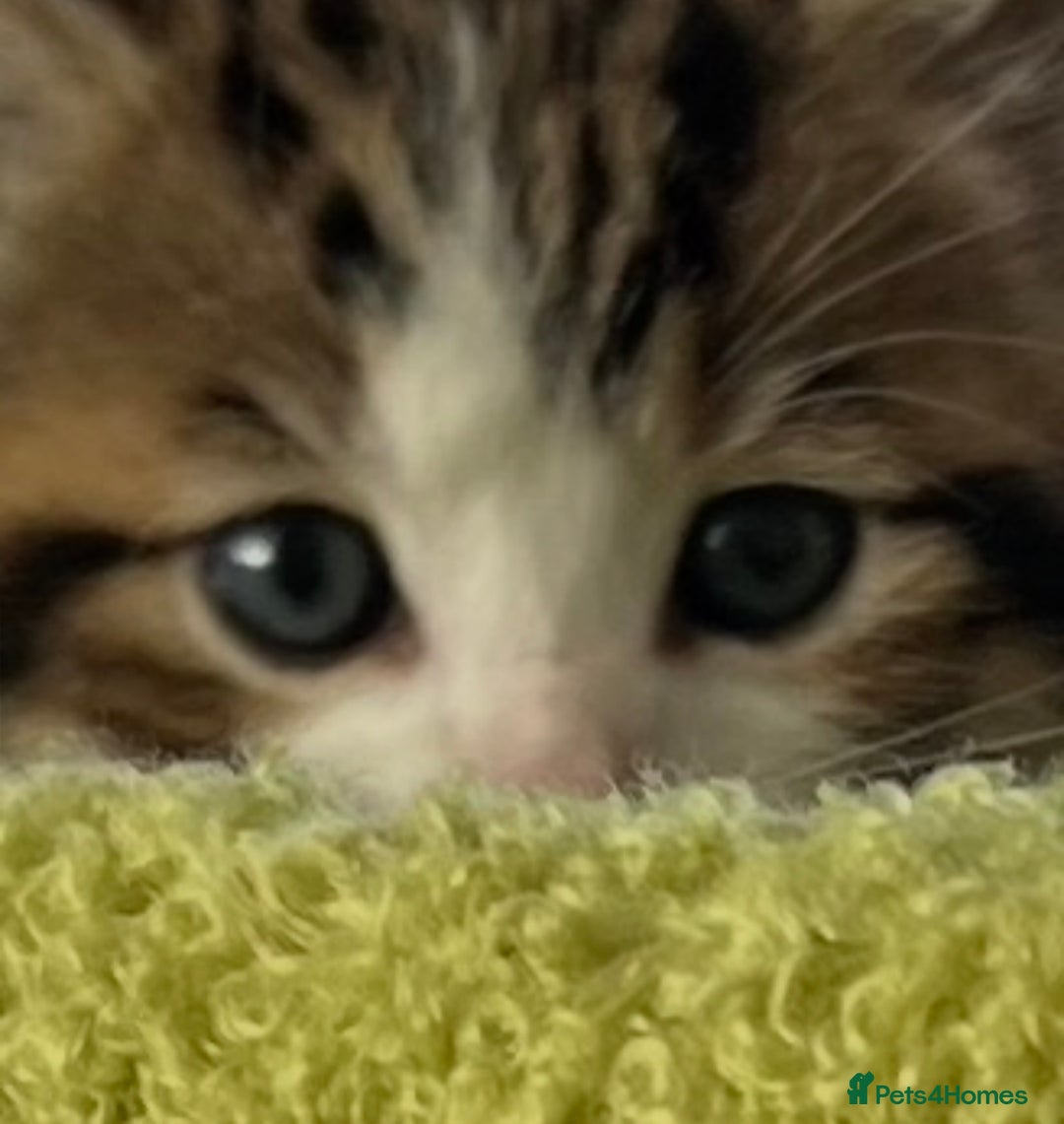 Mixed Breed cats for sale: 4  GORGEOUS TABBY/TORTOISHELL GIRLS.   - Image 7