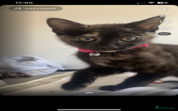Domestic Shorthair cats for sale: Kitten - Image 2