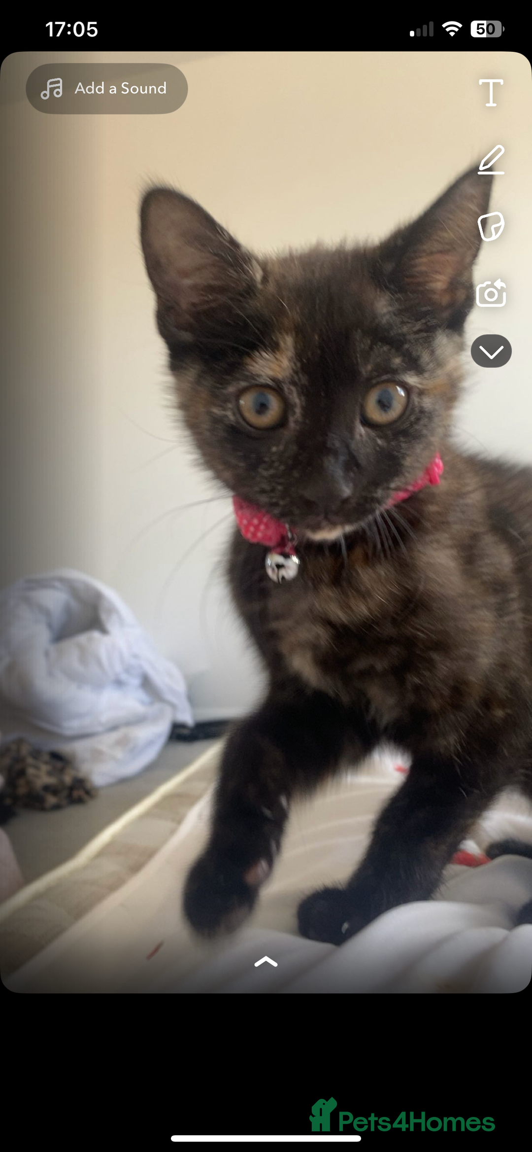 Domestic Shorthair cats for sale: Kitten - Image 2
