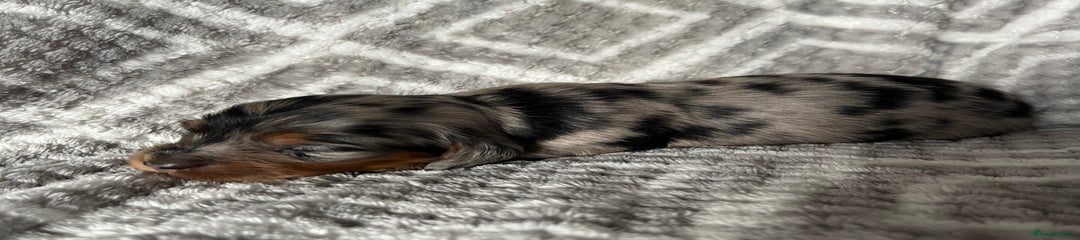 Miniature Dachshund Puppy 4