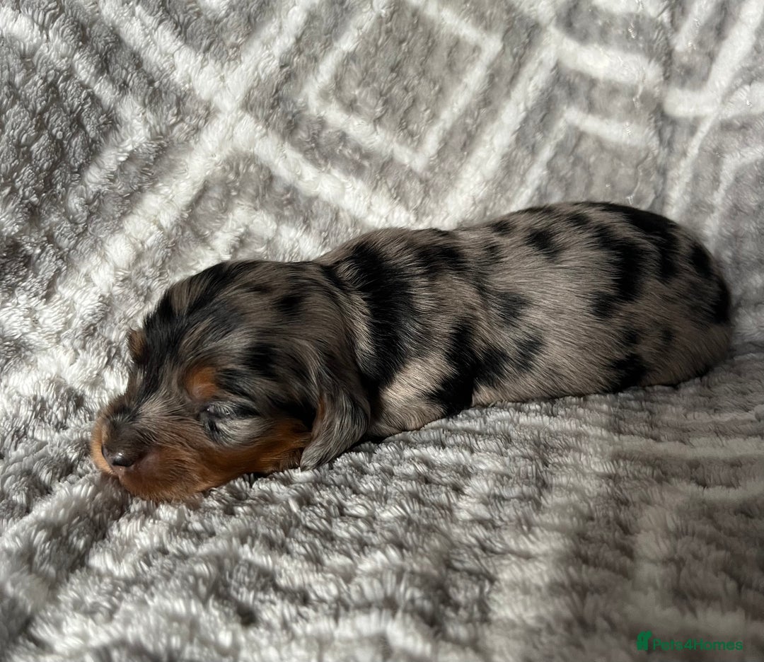 Miniature Dachshund dogs for sale: Beautiful Miniature Dachshunds  - Image 7