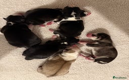 Siberian Husky dogs for sale: Siberian husky puppies  - Image 2