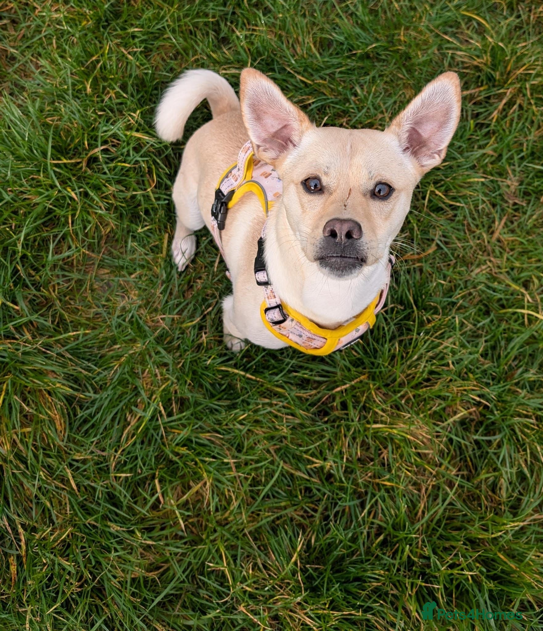 Mixed Breed dogs Gwenie  - Advert 14