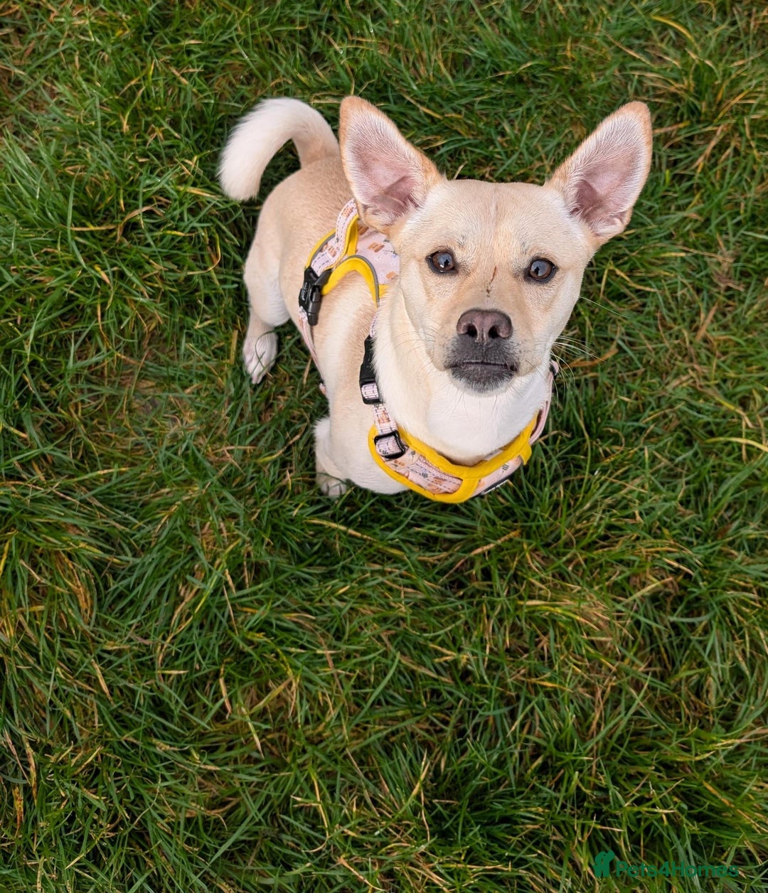 Mixed Breed dogs for adoption: Gwenie  - Advert 1