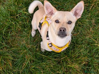 Mixed Breed dogs Gwenie - Advert 3