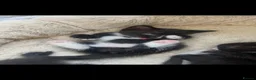Mixed Breed cats for sale: Rescue kittens looking for their forever home! - Advert 9