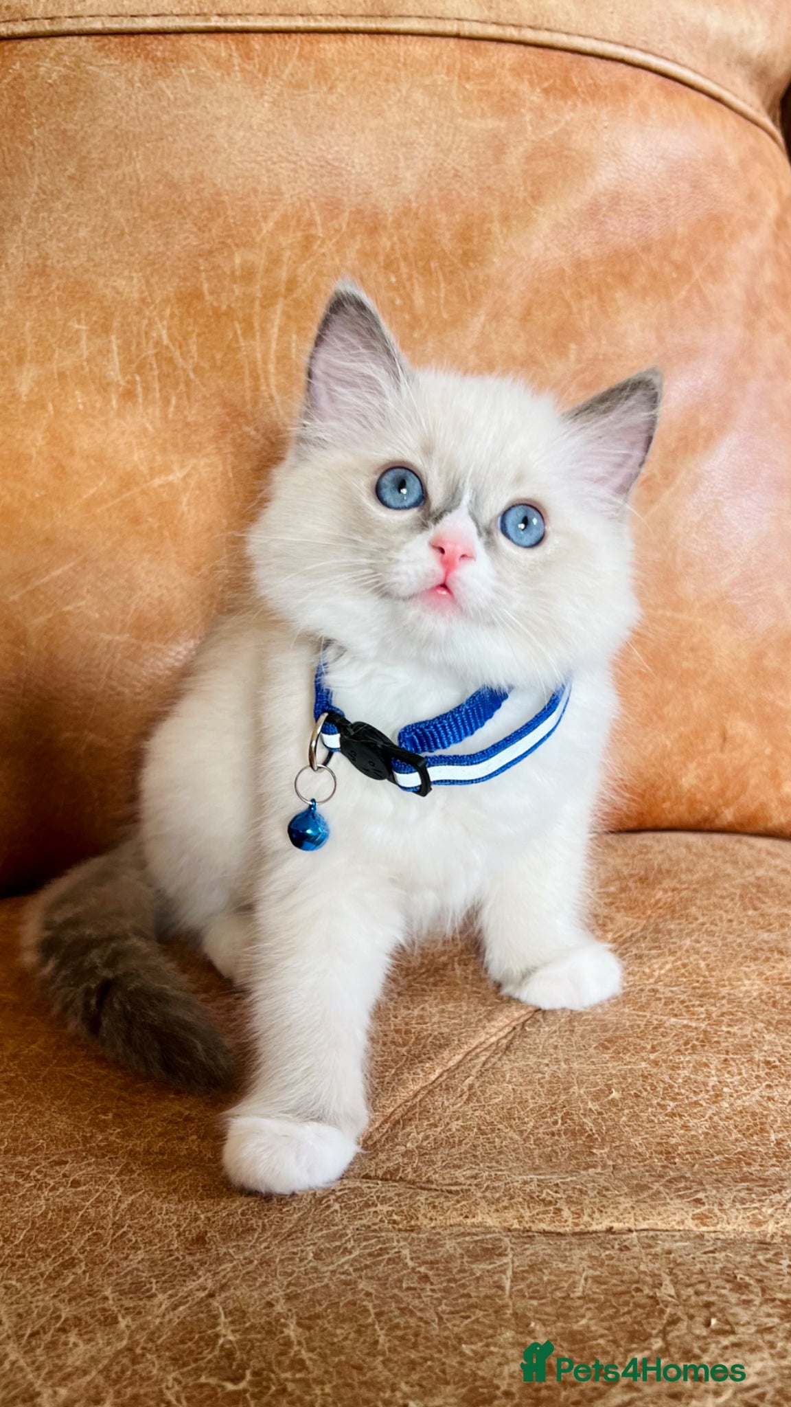 Ragdoll cats 🐈Pedigree Ragdoll Champion line 🏆 GCCF kittens  - Advert 3