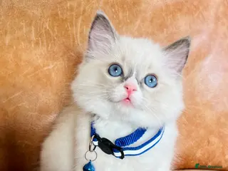Ragdoll cats 🐈Pedigree Ragdoll Champion line 🏆 GCCF kittens - Advert 3