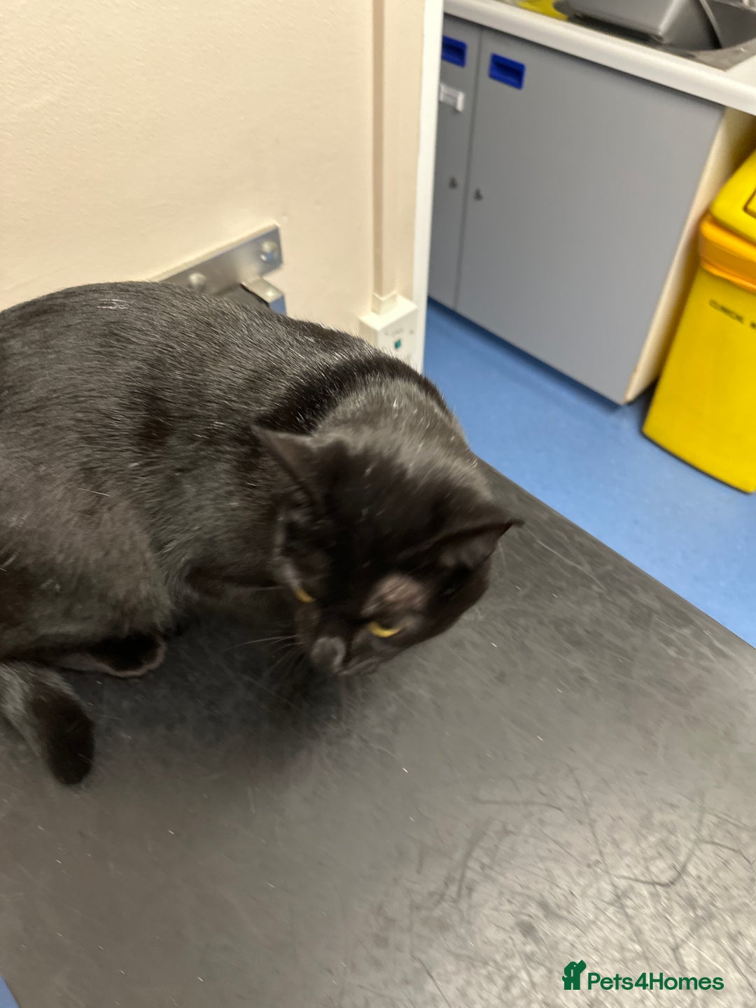 Domestic Shorthair cats for sale: Black loving cat for sale  - Advert 4