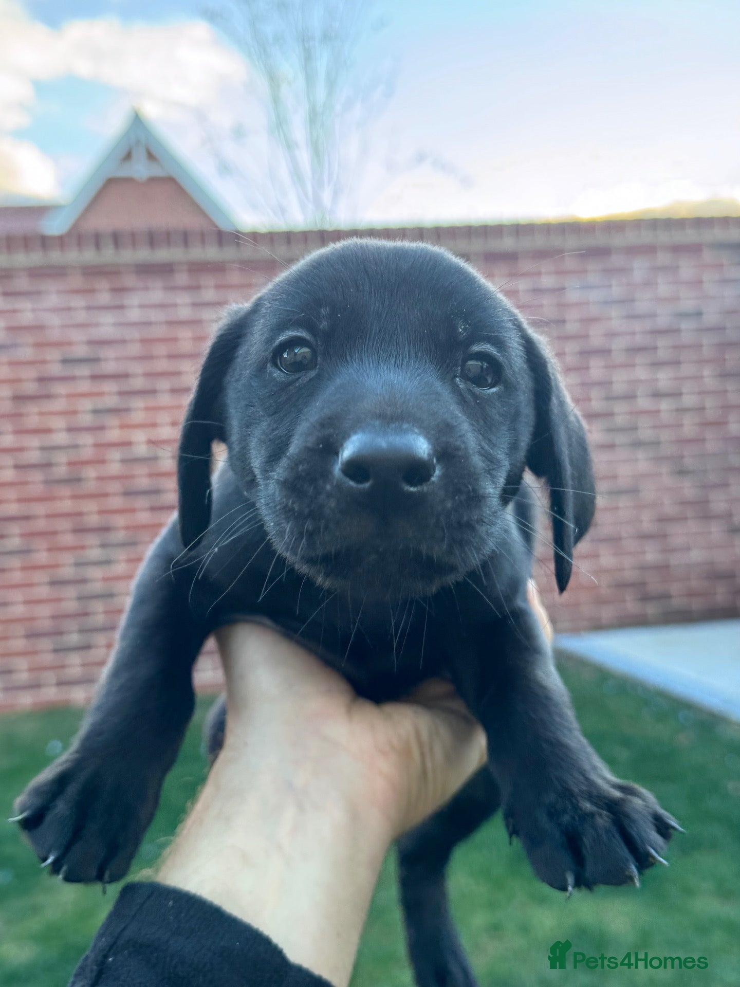 Labrador Retriever dogs for sale: 2 Boys Left - Working black Labrador puppies  - Advert 2
