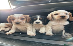 Sprocker dogs for sale: 🧡 Sprocker Puppies 💛 - Image 16