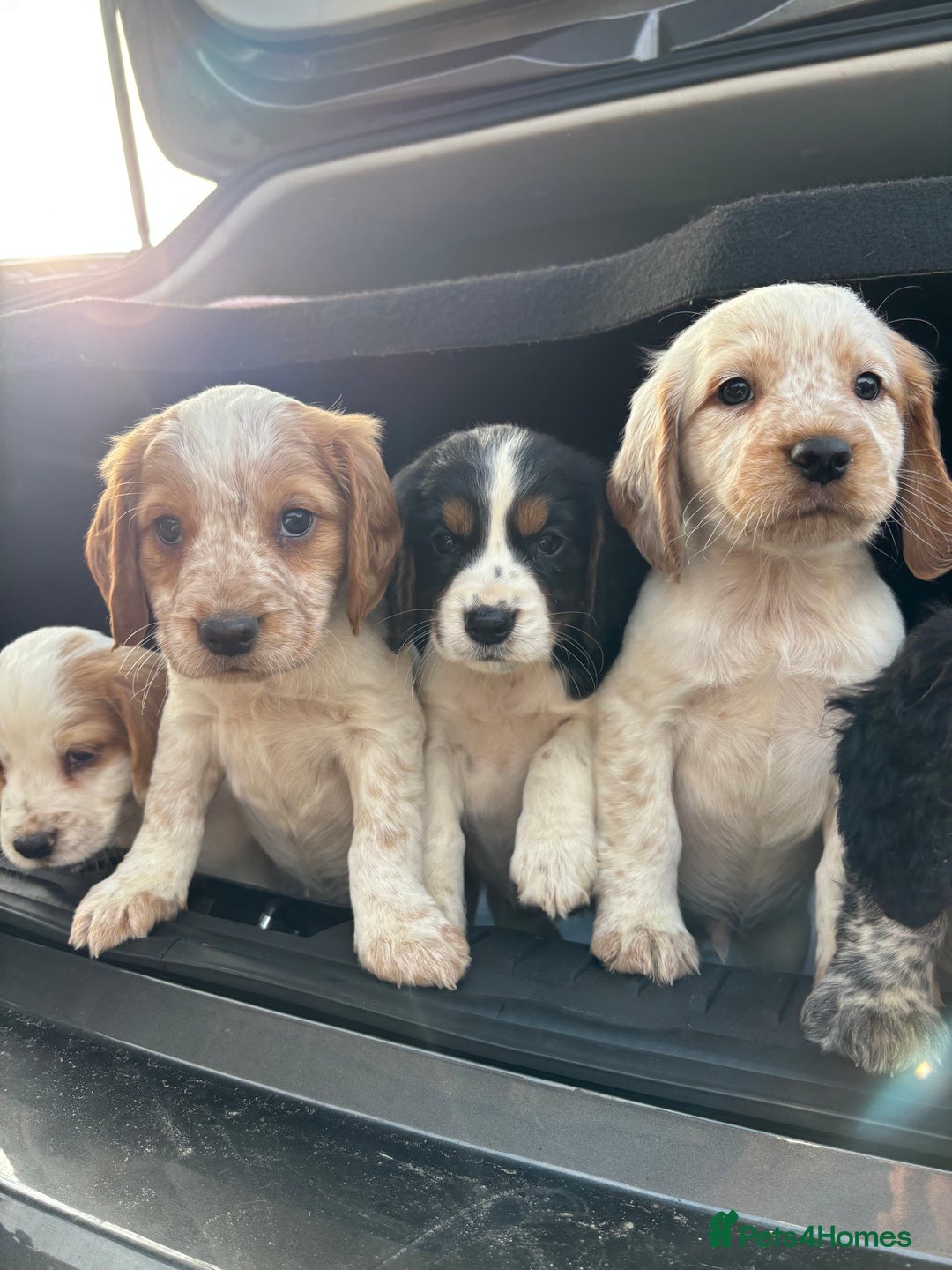 Sprocker dogs for sale: 🧡 Sprocker Puppies 💛 - Image 16