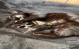 Mixed Breed cats for sale: Adorable Kittens Available  - Image 17
