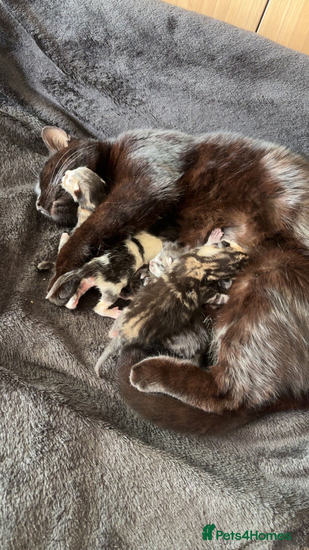 Mixed Breed cats for sale: Adorable Kittens Available  - Image 17