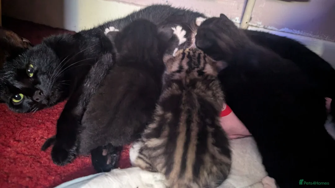 Mixed Breed cats for sale: Kittens for sale  - Advert 2