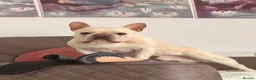 French Bulldog dogs for sale: Mylo for rehoming - Advert 5