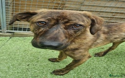 Mixed Breed dogs for adoption: Kobi - In Ayr Looking for a home  - Image 10