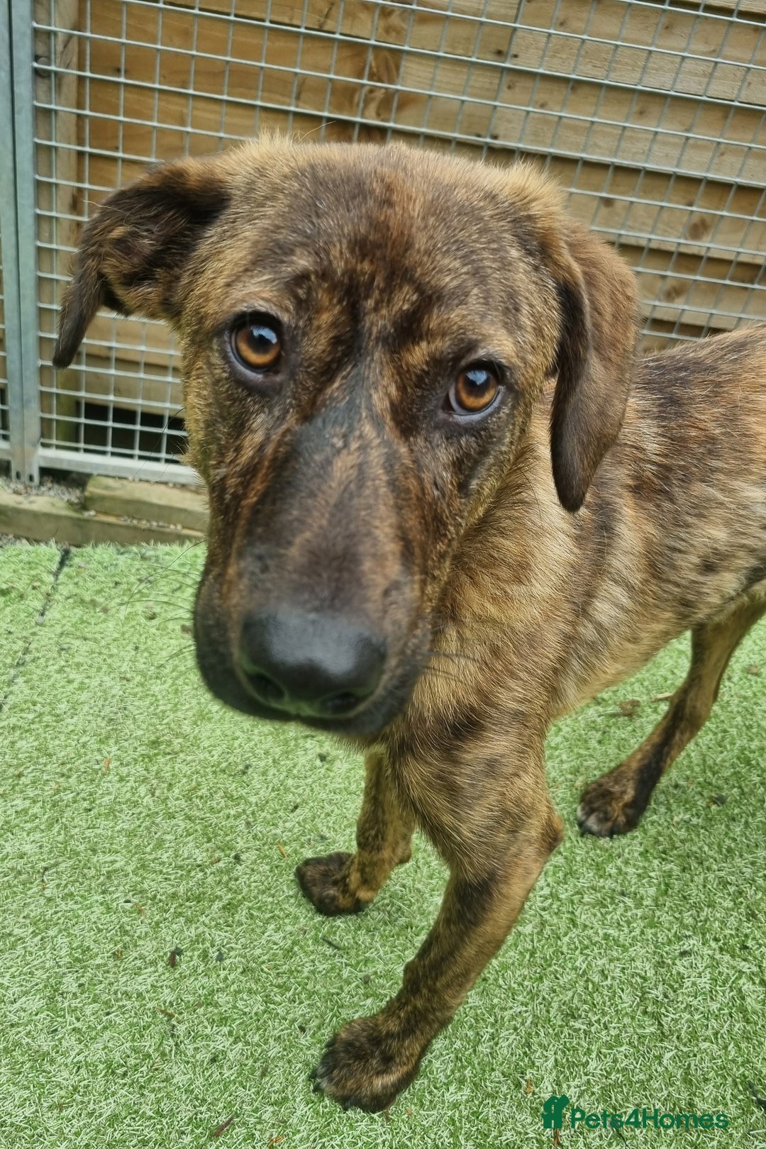 Mixed Breed dogs for adoption: Kobi - In Ayr Looking for a home  - Image 10