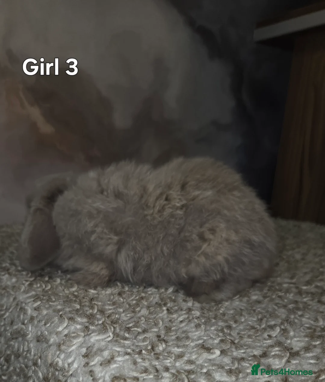 Mini Lop rabbits for sale: PURE MINI LOP BUNNIES ( All COLOURS) - Advert 28