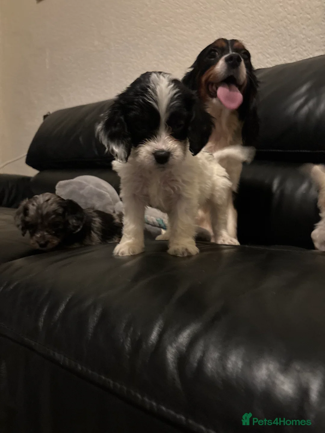 Cavapoo dogs for sale: F1 Cavapoo puppies  - Advert 7