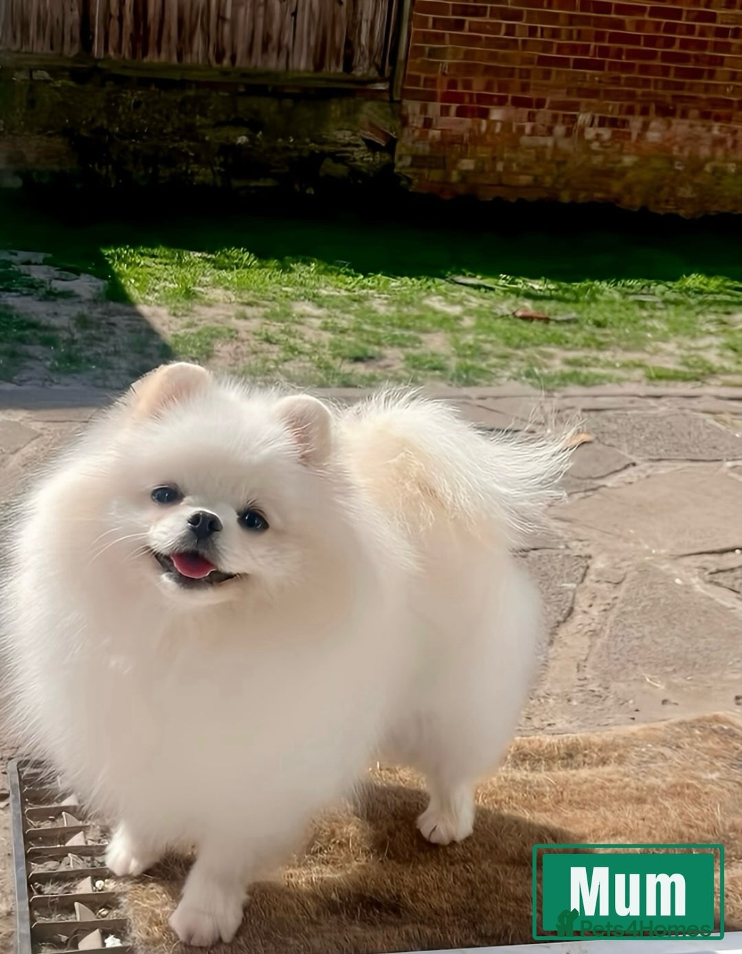 Pomeranian dogs for sale: Very Tiny🧸 Teddy Face🐻Top Quality 🔥 - Image 10