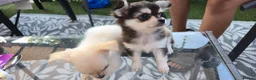 Chihuahua dogs for sale: Rare chihuahua husky markings for sale - Advert 3